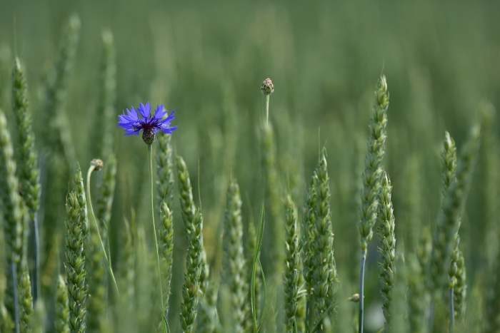 Photo MECAP bio